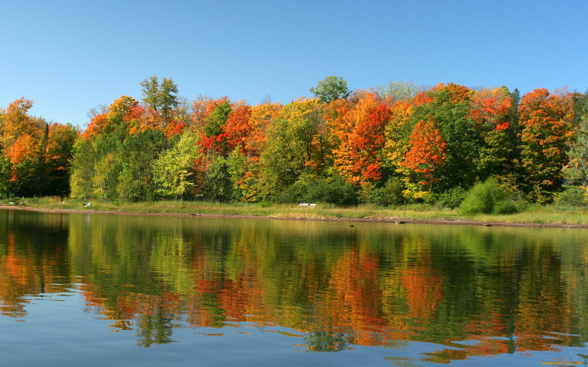 Fall scenes. Кленовая роща пруд озеро. Осень. Ранняя осень. Сентябрь природа.